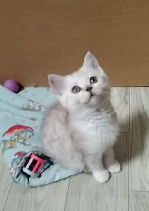 Скоттиш страйт. Мальчик.