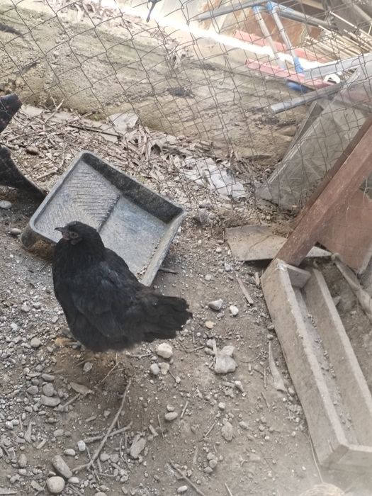 Продам 3курей и цыплят