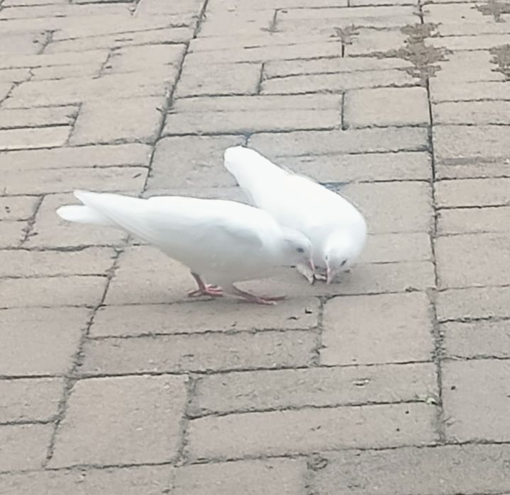 Чисто  белые голуби.