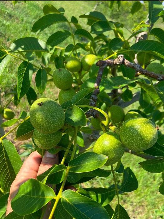 Livada nuci ecologic