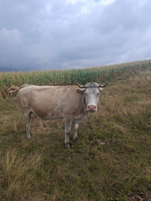 Vand vaca si vitica