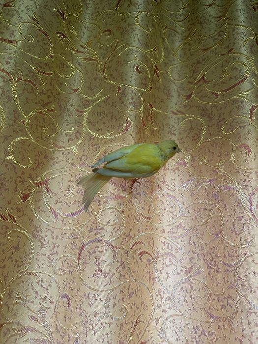 Продам кенора