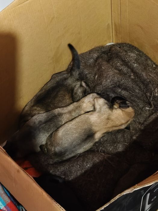 Отдам бесплатно Щенка