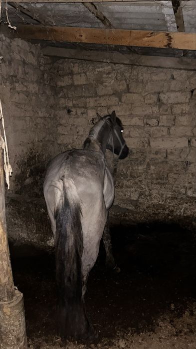 Тай сатылады 2 жасар