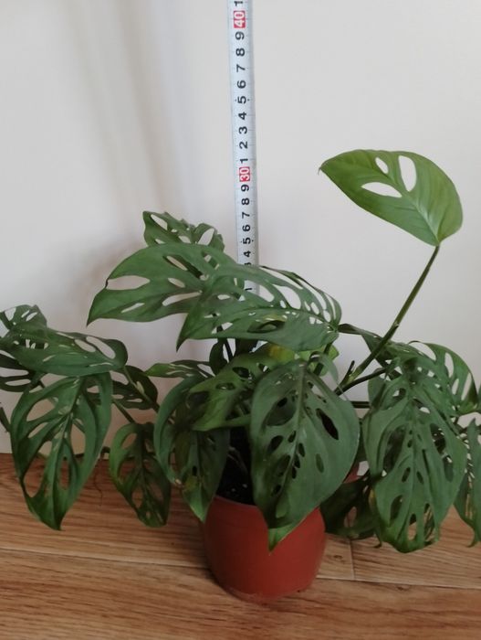 Монстера.         .