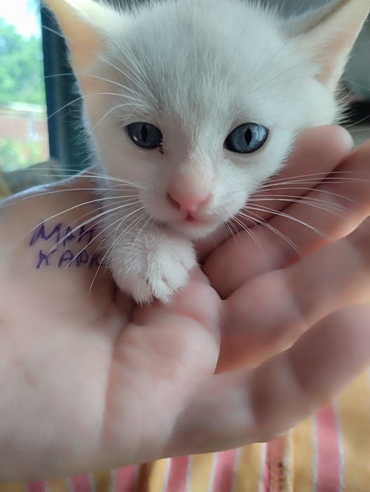 Домашние Котята бесплатно