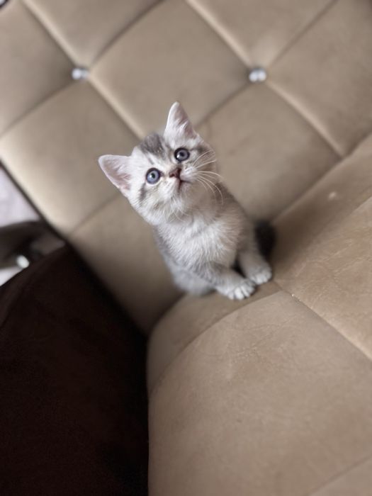 Продается срочно серебристая шиншила