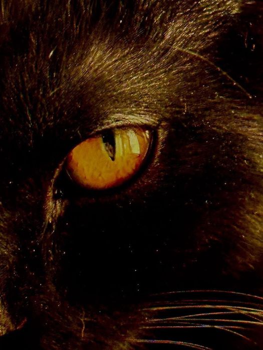 Для вязки чистакровни шотландский вислоуха