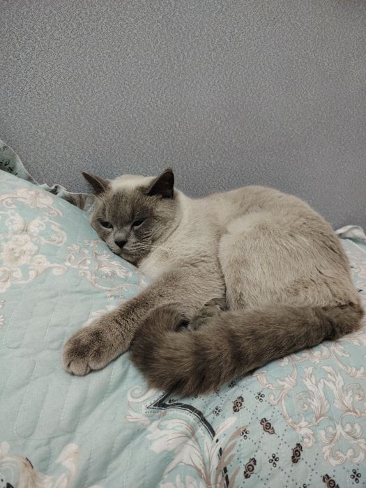 Британец мушук 1 ёшар