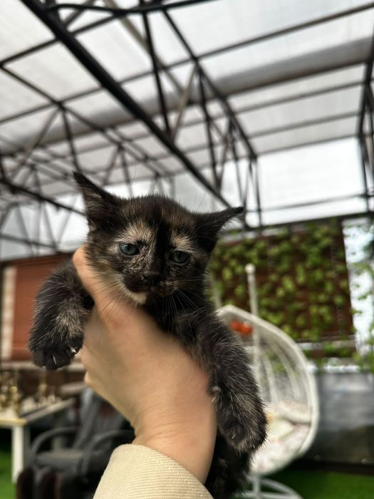 Котята (все девочки)