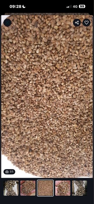 Эспарцет песчаный