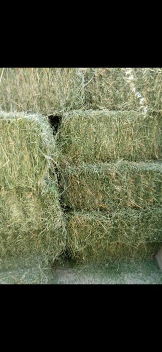 Беда сотилади  биринчи урим