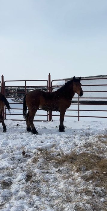 Тяжеловоз жеребцы 3 года