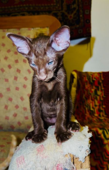 Ориентальные котята
