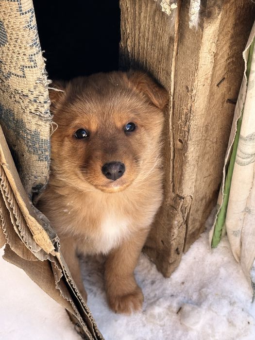 Щенок кобель ищет добрых хозяев