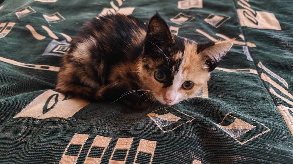 Отдается кошечка