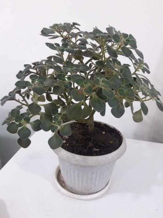 Продам комнатное растение- аихризон (цветок любви)