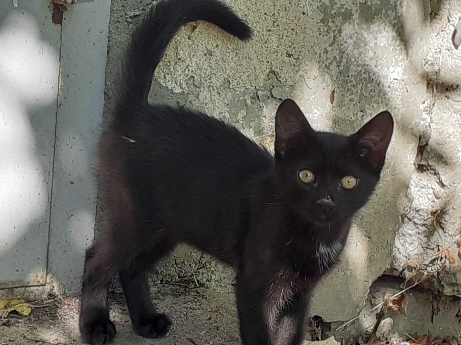 Подарявам 2 котета - майка и син