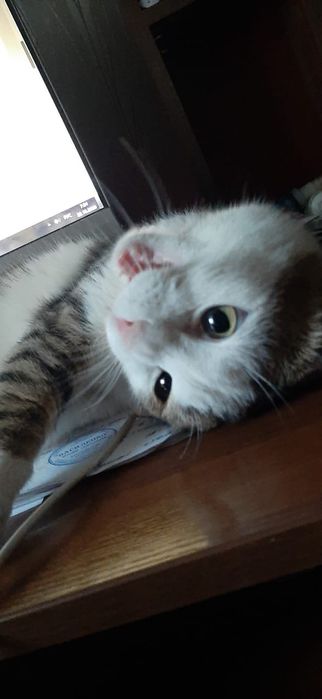 Молодой вислоухий котик ищет семью