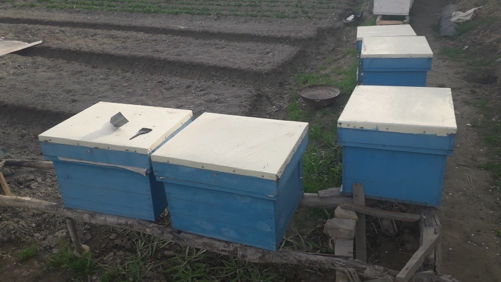 Asalari yashiklari sotiladi