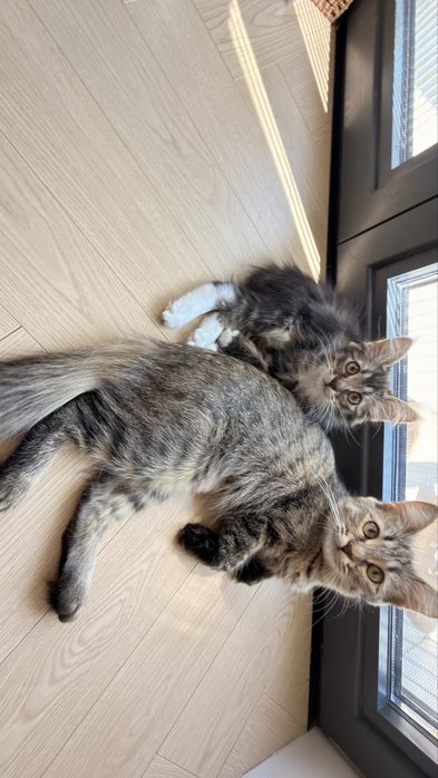 Котенок метис ищет дом