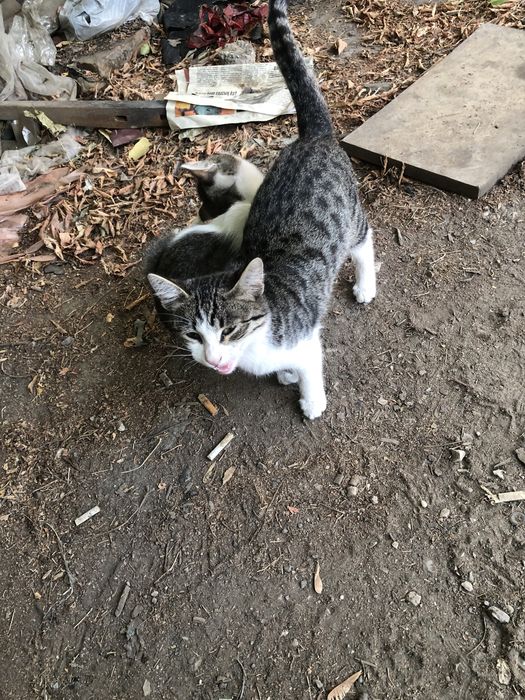 Котята. В количестве 9 штук