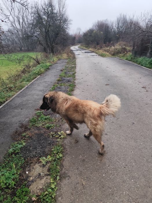 Mascul Ciobanesc caucazian accept și schimb cu alte animale de fermă.