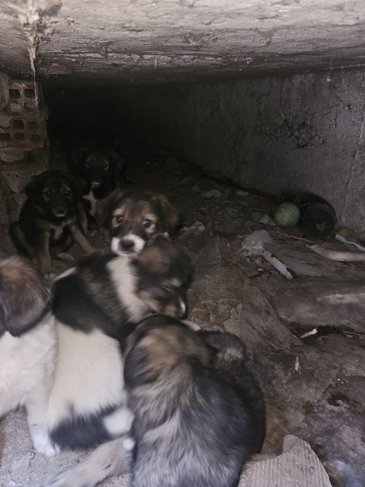 Подарявам малки кученца