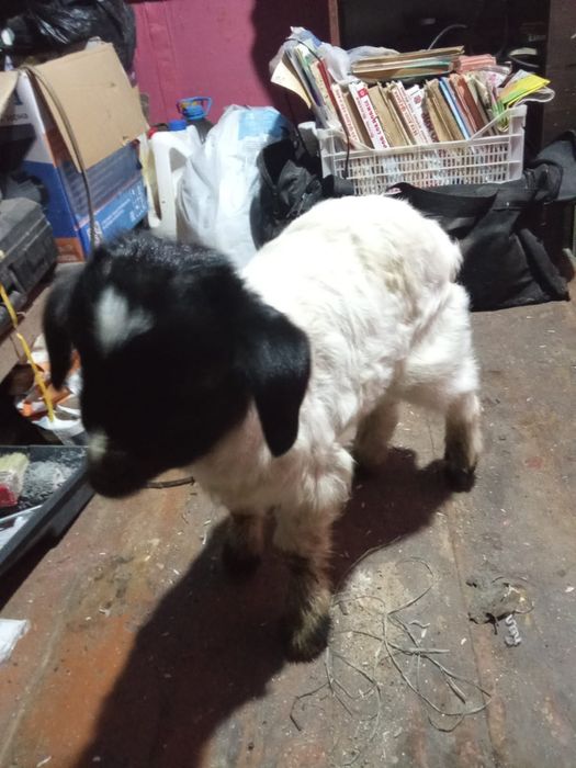 Козлёнок крупный