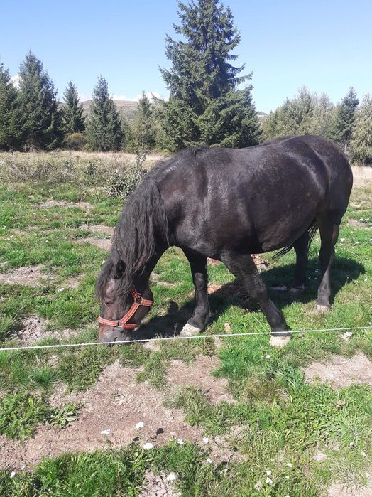 vand 2 iepe de afata