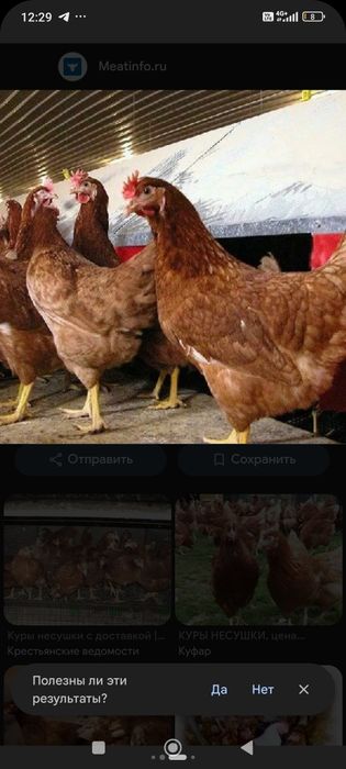 Продаю куры несушки