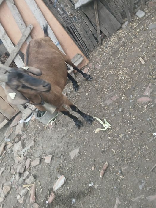 Vand sau schimb  capra anglonubian la a3a fătare