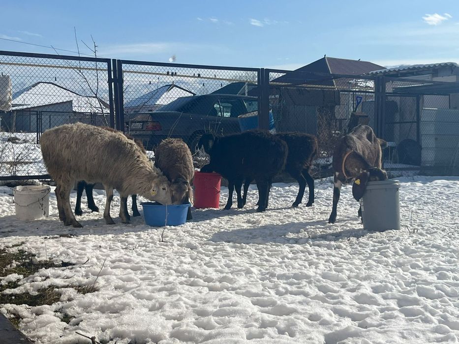Буаз ешкылер сатылады 450 мын