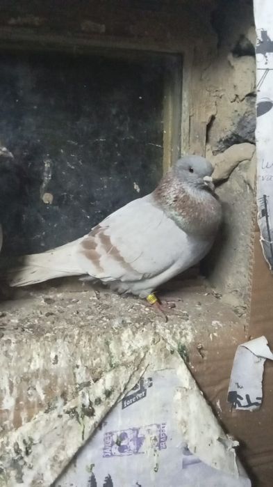 Срочно продам галубей