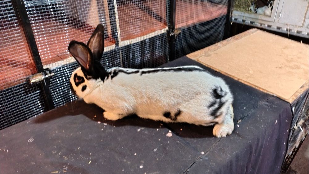 Două iepurite fluture german