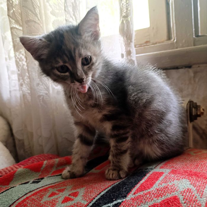 Подарявам малки котета