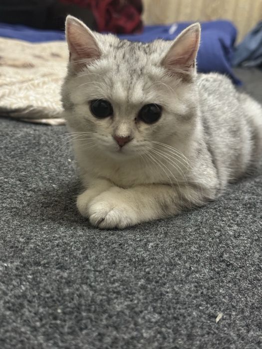 Shinshilla toza qaralgan