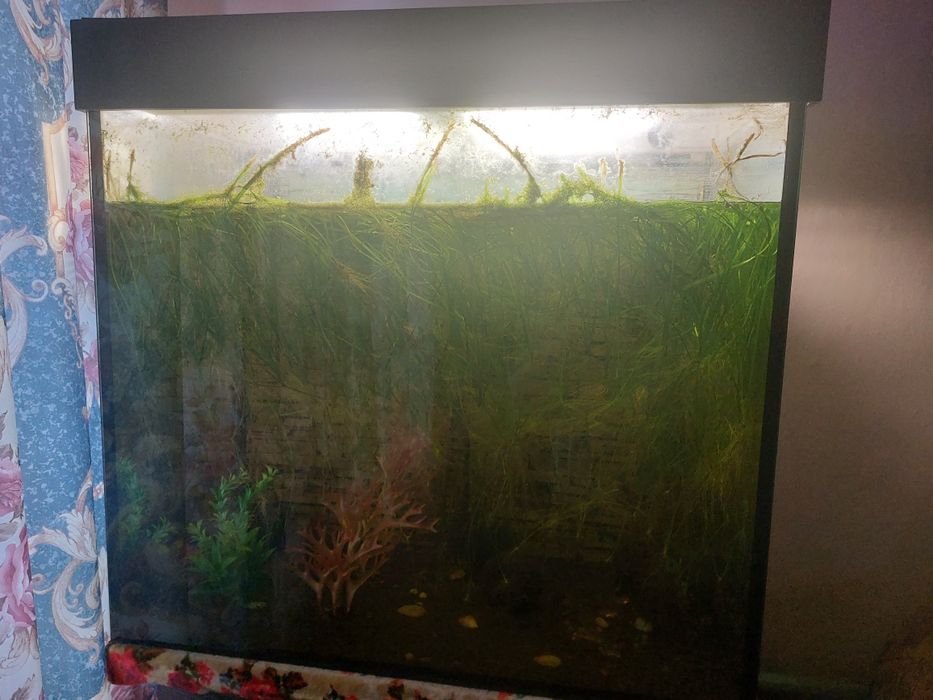 Аквариум   для  рыб