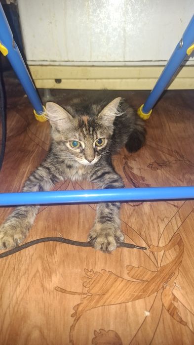 Котёнок маленький