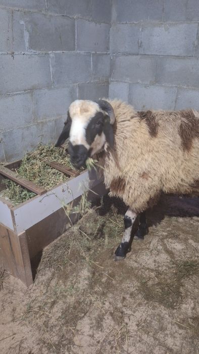 Продавам коч вакламаришка