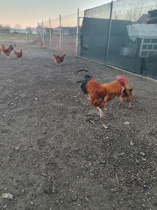 Găini Rasa New Hamphsire Mare