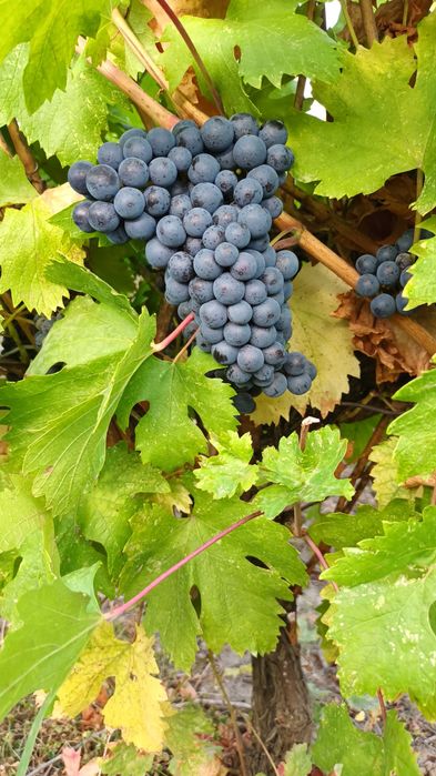 Vand struguri de masa si de vin
