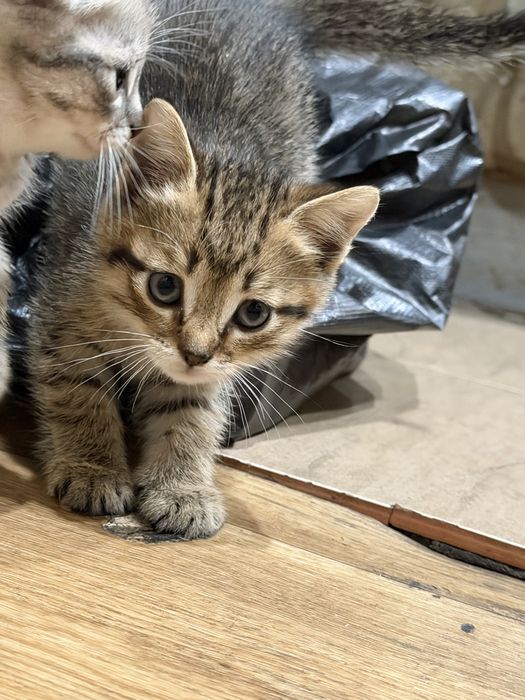 Котята британцы