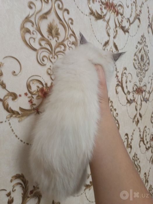 Mushuk qizcha kelishtiriladi
