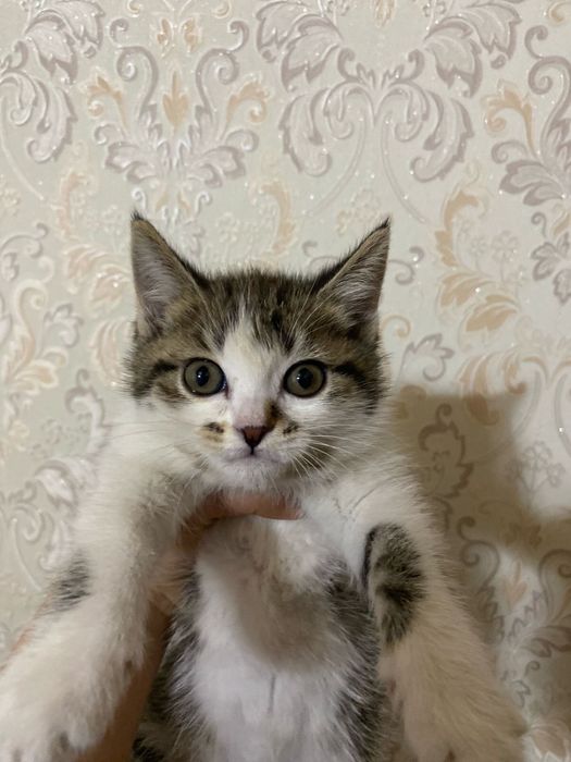 Котенок в добрые руки