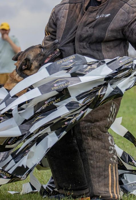 Ciobănesc Belgian Malinois cu pedigree FCI tip A