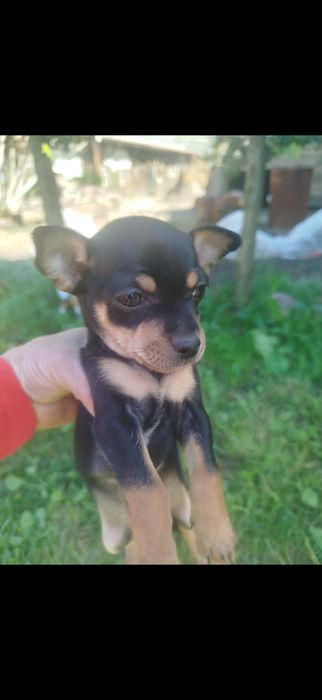 4 Мини-пинчерчета