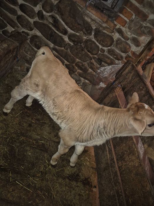 Vițel, varsta 1 săptămână, suma 2300 lei.