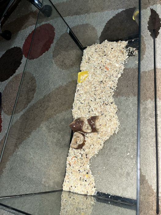 vand acvariu diversa