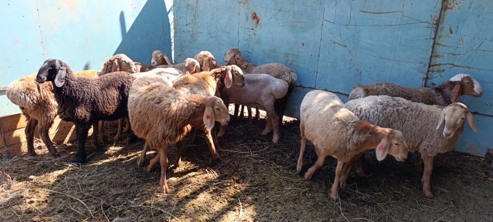 Койлар, бараны. Порода арашан.